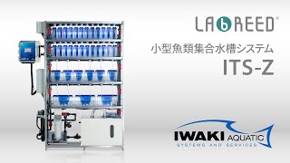 [IWAKI AQUATIC] LAbREED ゼブラフィッシュシステム ITS-Z 株式会社イワキ