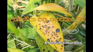 උඩවැඩියා  පත්‍ර කහවීම Yellow Leaves On Your Orchid