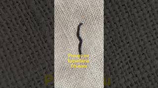 #insect ni eppudaina chusara #dangerous insect#trending jailer song#viral shorts