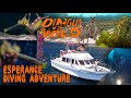 Dingus vs Wild Esperance Diving Adventure!