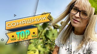 Соняшник Тор Сумо Євросем 29.08.22 (👩‍🌾АГРО ВЛОГ👩‍🌾)