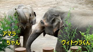 アマラちゃん＆ヴィドゥラくん　Asian elephant(アジアゾウ)　多摩動物公園