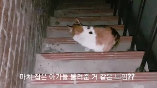 새끼고양이들을 독립시킨 어미의 행동!!!