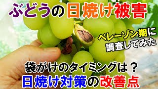 ぶどうの日焼け被害を調査してみた　ベレーゾン期のヌーベルローズ　袋がけのタイミングと来年以降の日焼け対策についても