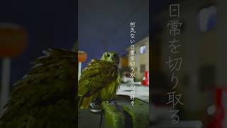 俺のカメラが映し出すフクロウ