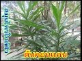 คอนแคน ค อนหมาขาว สรรพค ณต านโรค บำร งส ขภาพ แก เบาหวาน แก ไอ แก ไข รากสาด คอนแคน ค อนหมาขาว สรรพค ณต านโรค บำร งส ขภาพ แก เบาหวาน แก ไอ แก ไข รากสาด