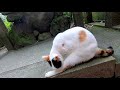 【母猫物語26】ケガを負った母猫 a story of mother cat episode 26 shiro got injured