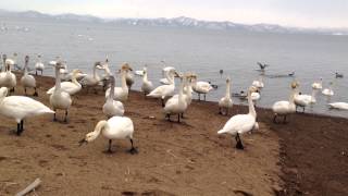 猪苗代湖に現る白鳥と鴨。。鴨が近づいてくる。。かわいい。。