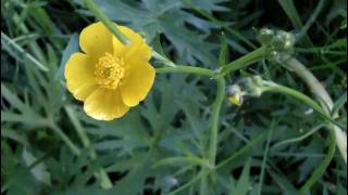 MyNature Apps; Identifying Tall Buttercup, Ranunculus acris