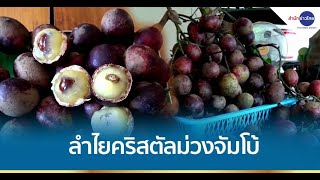 ลำไยคริสตัลสีม่วงจัมโบ้ ราคาดี โลเป็นพัน