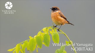 山形の野鳥　ノビタキ