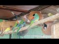 rosella parrot breeding progress bohut hi jaldi aane wali hai