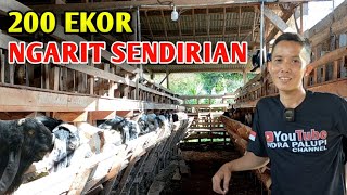 200 EKOR CUMA NGARIT SENDIRI