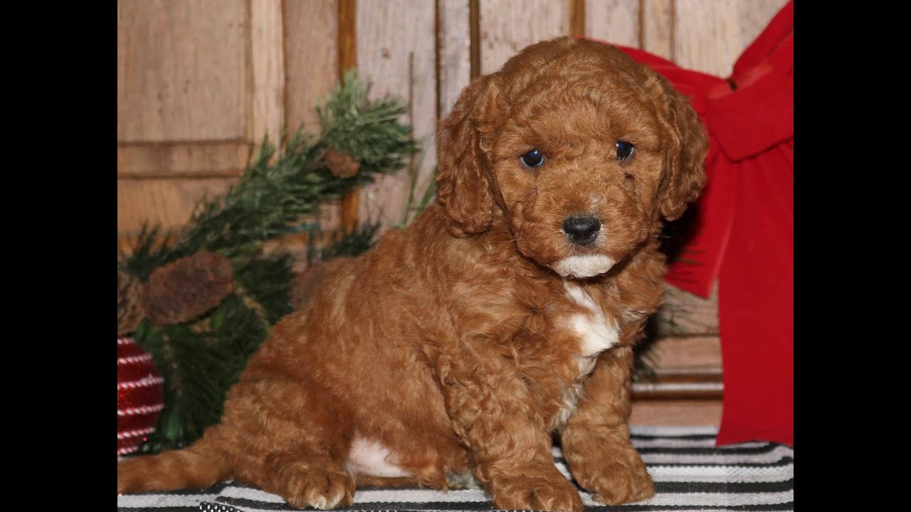 Mini Goldendoodle Puppies For Sale - YouTube