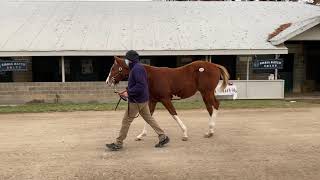 HIP 2565 (C20) - Gormley x Catching Diamonds (Into Mischief)