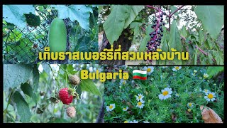 Ep.10 | เก็บราสเบอร์รี่ที่สวนหลังบ้าน Bulgaria 2020 #SaphaiBulgaria