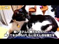 猫の感情をのぞき見！猫が体の上に乗る理由と乗る部位別の気持ちを解説【保護猫】