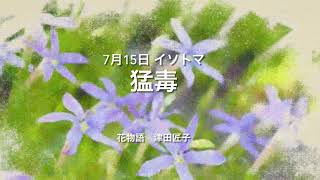 7月15日 誕生花 イソトマ