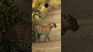 Leopard Marks Its Territory: Dominance Display in Kruger National Park