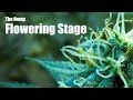 What You Should Do During the Hemp Flowering Stage