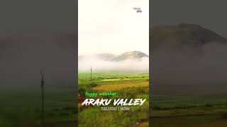 Beautiful Foggy Weather  In Araku valley |  Andhra Pradesh  | Telugu Now