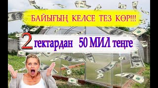 БАЙЫҒЫҢ КЕЛСЕ ТЕЗ КӨР, 50 МИЛ теңге  Қияр қызанақ өсіру  Жылыжай салу технологиясы  Ауыл шаруашылығы