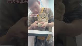 福福洗澡前后对比效果 #猫咪 #记录猫咪日常的生活