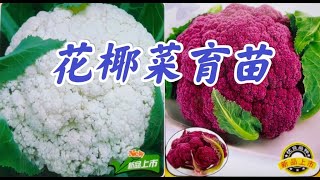 How and when to start cauliflower seeds indoors 花椰菜室内育苗方法以及季节 #家庭有机种植