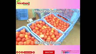 AKSHAY SEEDS TOMATO GAUTAM