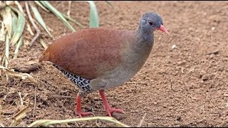 🐦 🌴 Inhambu-Chororó Canto (Crypturellus parvirostris) 🌴 🐦 - Gravado no Criatório