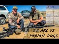 22 ARC DESTROYS Prairie Dogs | Hunting With Uintah Precision And Hornady's NEWEST Cartridge