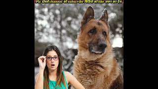 आखिर क्यों यह कुत्ता इतना महंगा है😱?? #doglover #facts #short #shorts