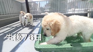 アイン村　チロの子生後76日目(Golden Retriever Puppies)