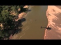 Croc swimming Limpopo River