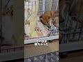 これでいいの shorts 柴犬 dog