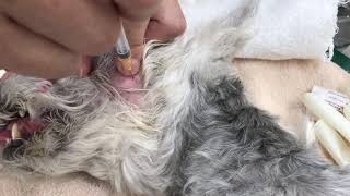 犬の顎関節液の採取　関節穿刺　多発性関節炎　Temporomandibular joint puncture in dogs　Dog jaw arthritis