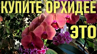 BUY A LIGHT FOR ORCHID! GIVE YOUR ORCHID THIS FOR QUICK DEVELOPMENT AND FLOWERING!