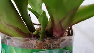 Phragmipedium Eric Young ( Longifolium × Besseae) Фрагмипедиум Эрик Янг ( Лонгифолиум × Бессе)