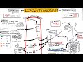 Lipid metabolism in hindi | Digestion and transport of lipids | how lipids are metabolised?