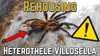 ⚠️ Rehousing ⚠️ - 3 x Heterothele Villosella #Vogelspinne #Afrika #rehousing