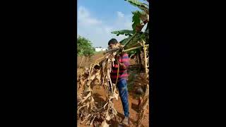 வாழைக்காய் மற்றும் வாழைத்தண்டு அறுவடை | Harvest of banana and banana stem @my home garden