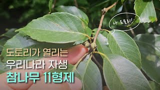 EP.16 | 참나무 6형제와 가시나무 5형제 총정리