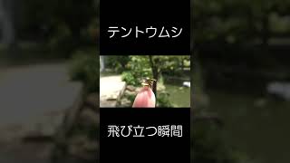 テントウムシが飛ぶ瞬間【資料映像】【昆虫観察】 #shorts