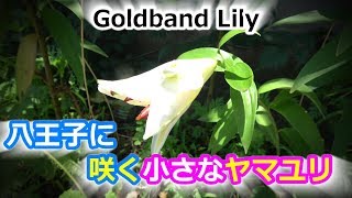 Goldband Lily！小さなヤマユリが必死に咲く様子を激撮（やさしい声のナレーション付き）