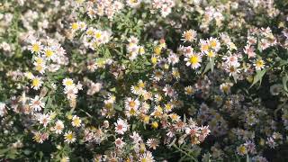 my panicled aster brings all the bees to the yard