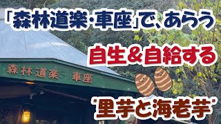 「森林道楽・秘密基地・車座ホール」」で洗った「芋類」は 栄養満点＆自給力バツグンの贈り物＠自給の森®南伊豆 No 036