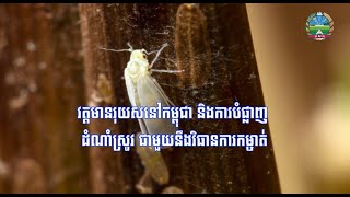 វត្តមានរុយសនៅកម្ពុជា និងការបំផ្លាញលើដំណាំស្រូវ ជាមួយនឹងវិធានការកម្ចាត់