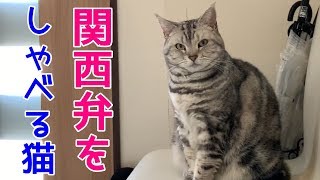 関西弁をしゃべる猫あんなちゃんの留守番　ママが買い物から帰らない おしゃべりペット