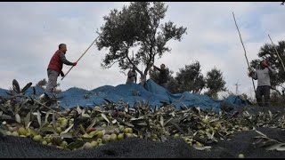 Edremit Belediyesi Zeytin Hasadına Başladı