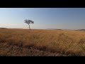 Ύαινες στο εθνικό πάρκο maasai mara στην Κένυα.